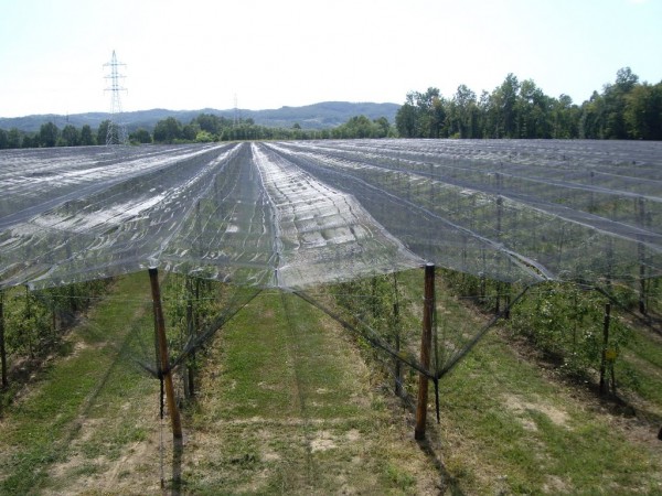 thumb_83_600_450_0_0_crop